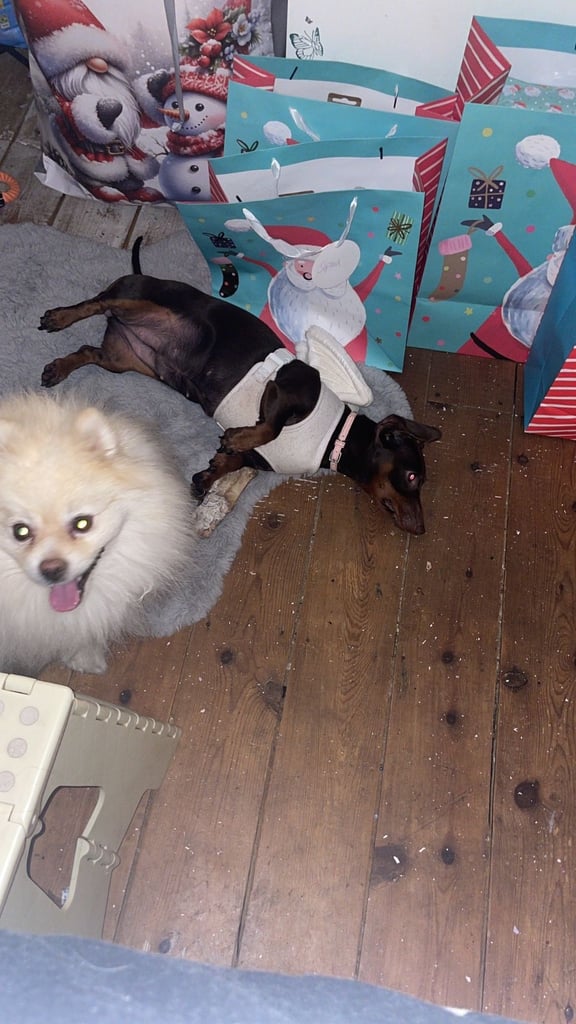 19 month old female chocolate sausage dog /dacsund 