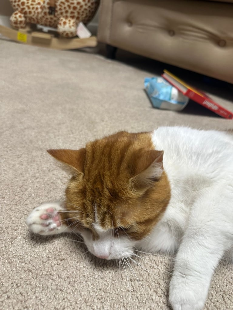 Tyson male cat