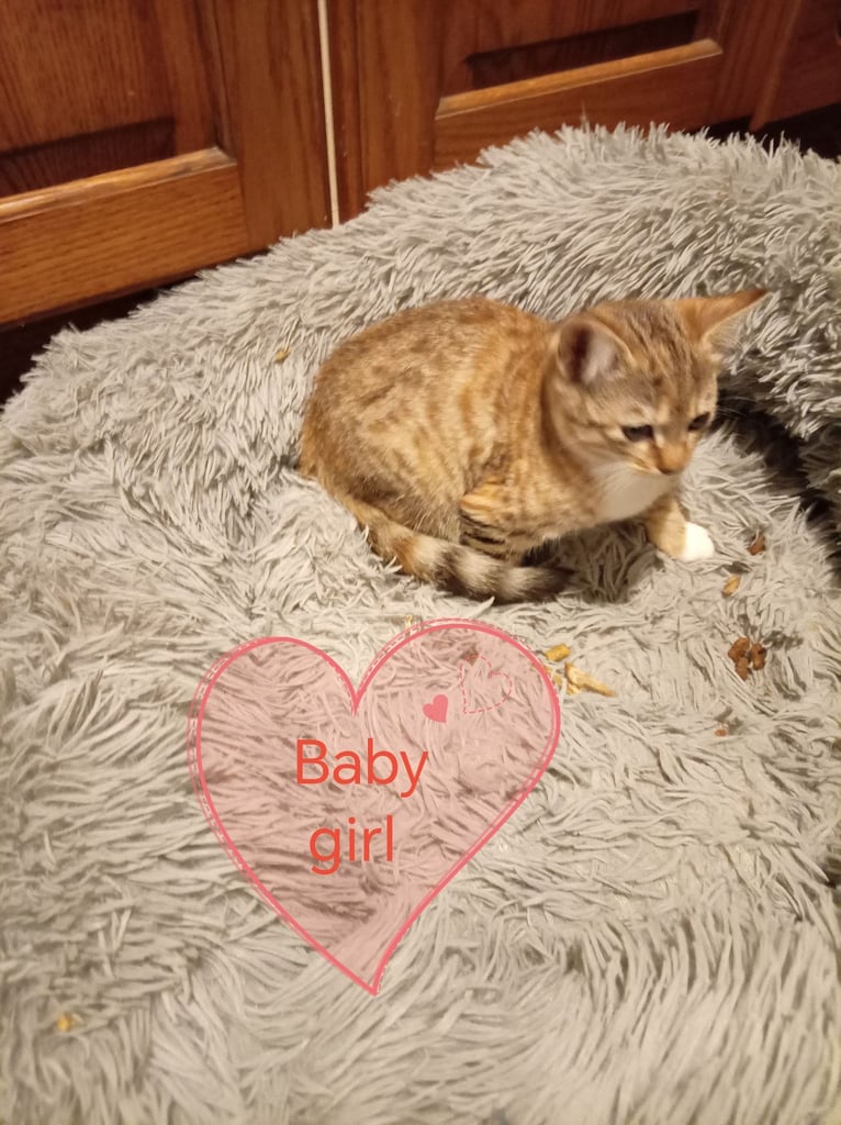 Kittens bengal Cross 