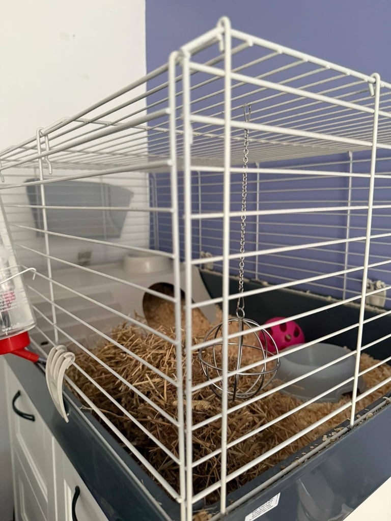 Guinea pig