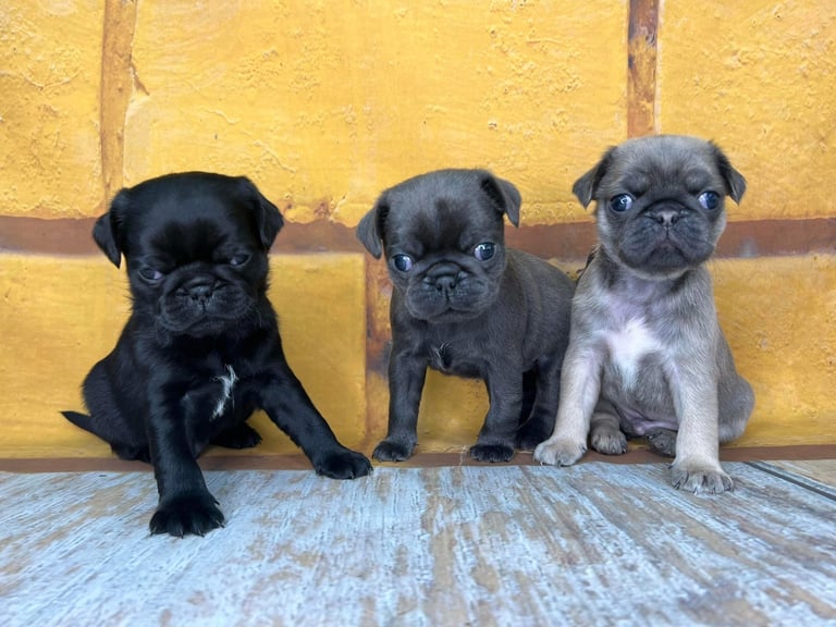 Pug boys for sale
