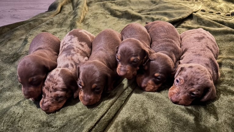 KC Reg Dachshund Puppies