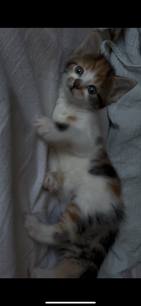 Kitten for sale! 