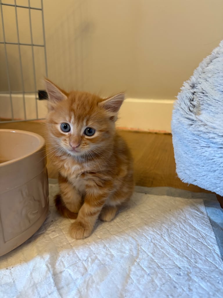 *1 girl kitten left*
