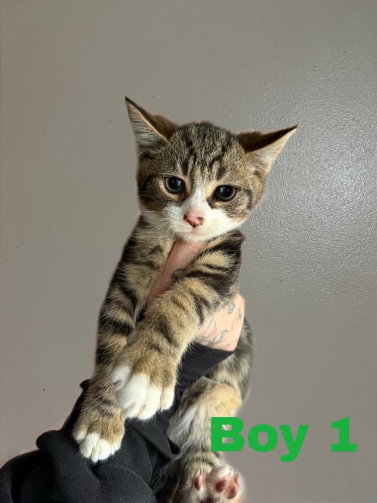 image for Kittens For Sale