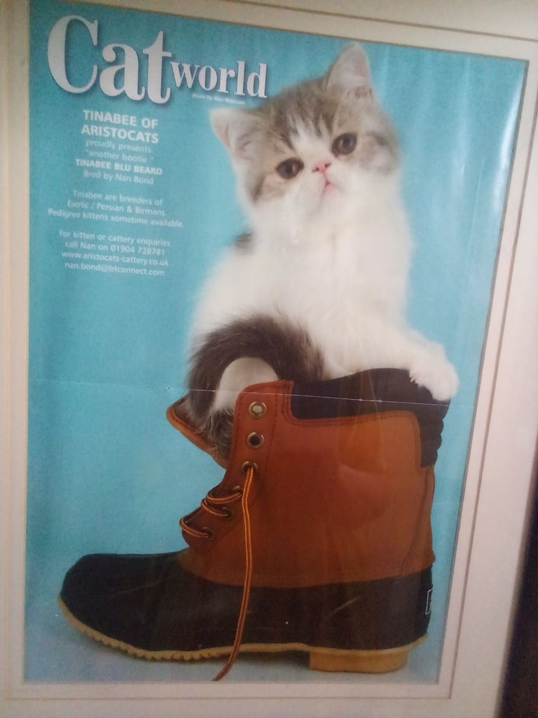 Long hair persian kitten fully vaccinated, microchip,insured.ready now.