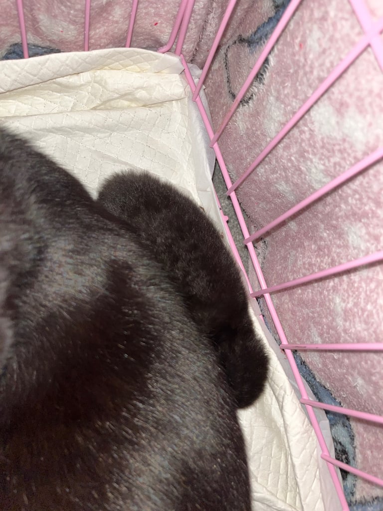 3 KITTENS READY NEW YEAR 