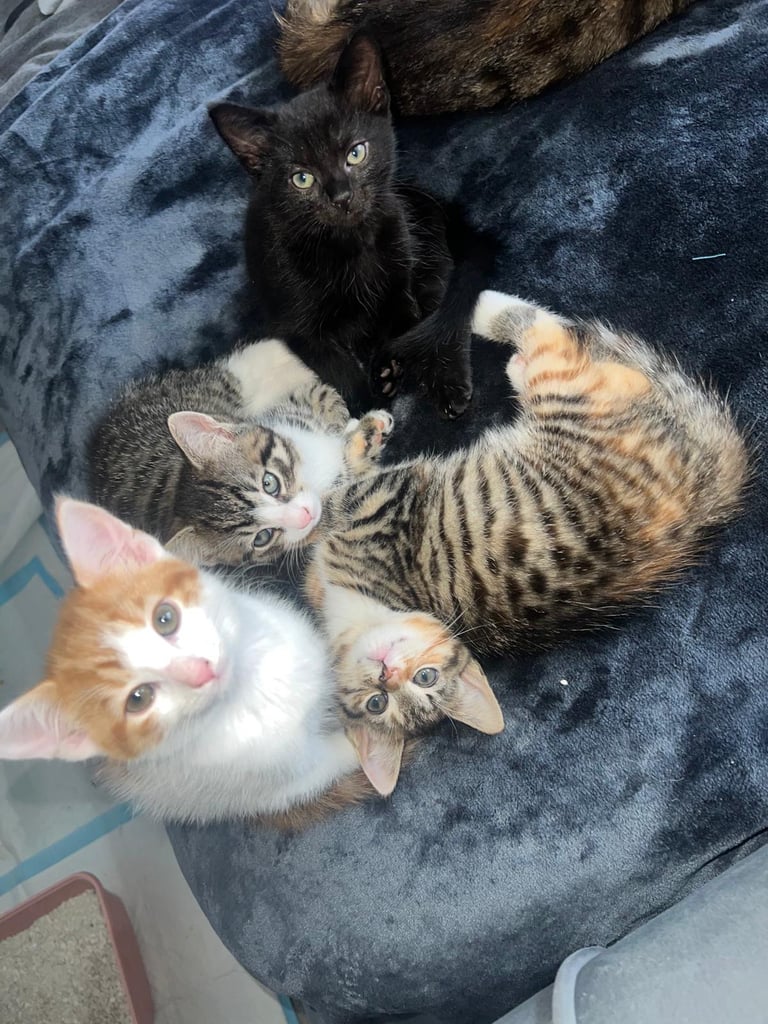 image for Kittens 9 weeks old