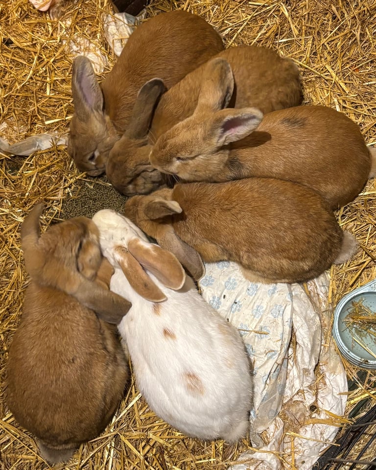 Beautiful bunnies for sale