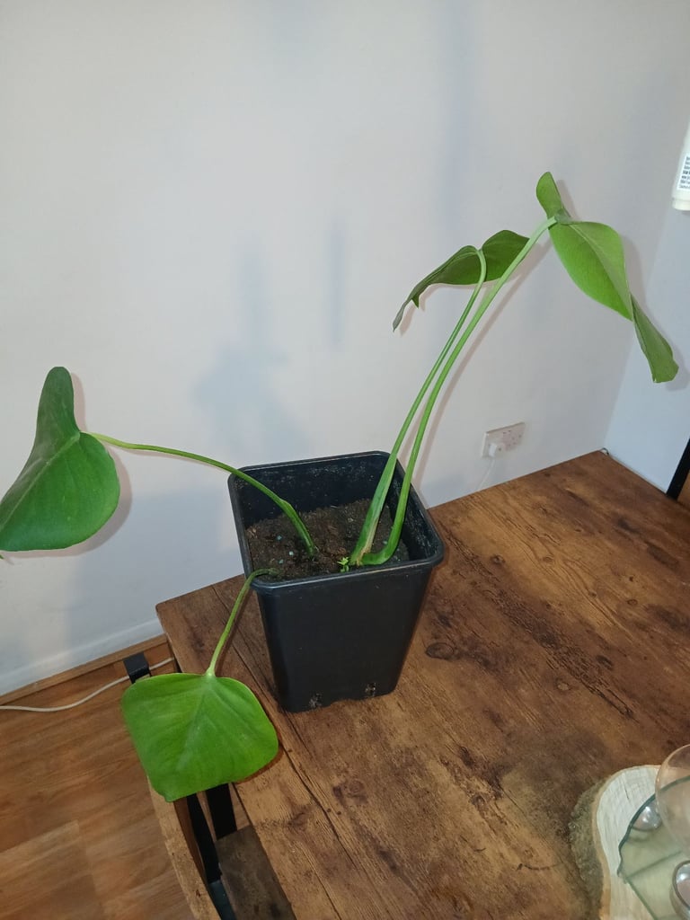 image for Swiss cheese plant 