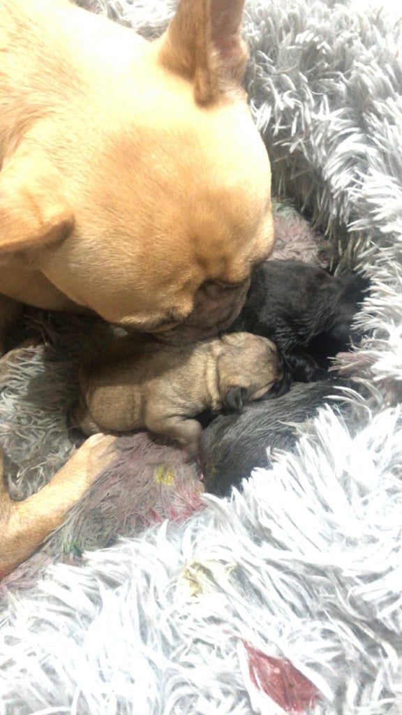 French bulldog puppies