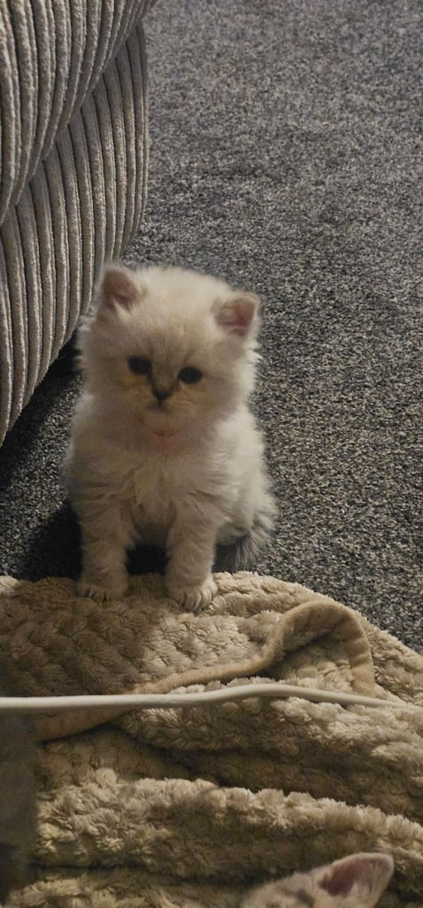 🐱 Gorgeous Persian × British Shorthair Kittens – Ready Soon 🐱