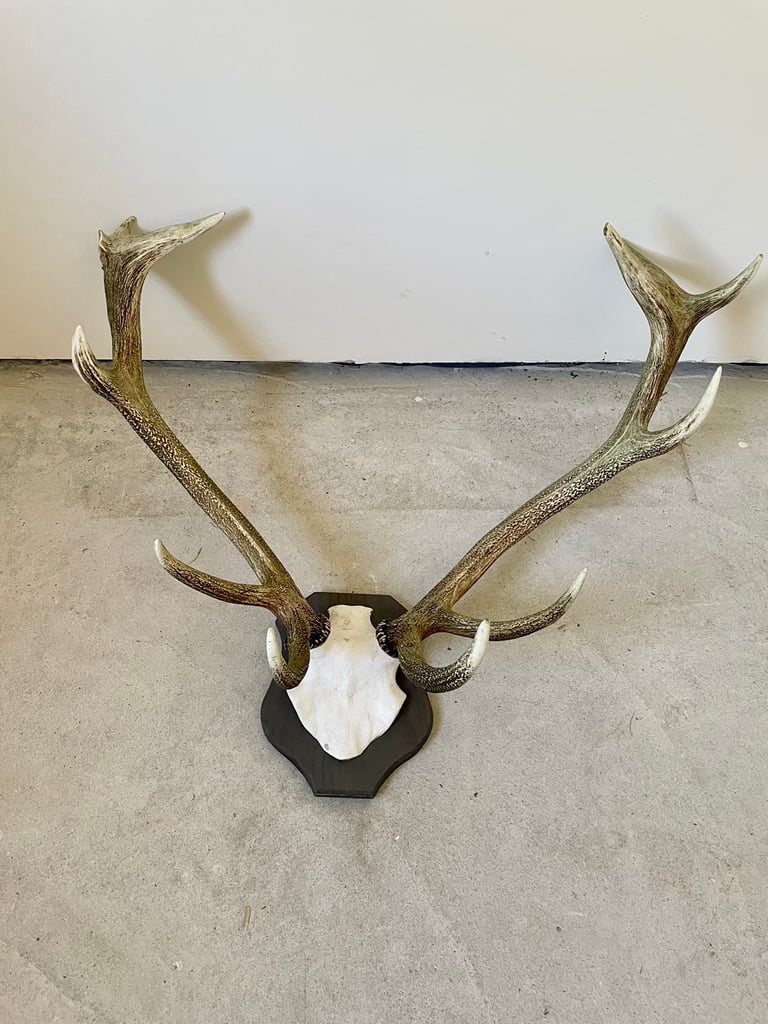 Beautiful large stag antlers 
