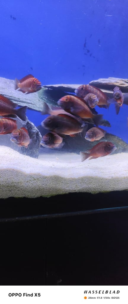 Tropheus Moorii X10 £150 must go together 