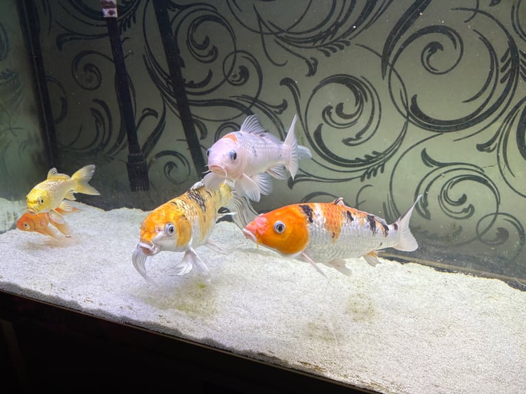 Fish tank and fish with cabinet