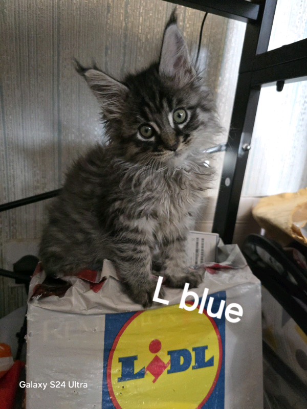 😺 Maine Coon Kittens TICA (active available) 😺