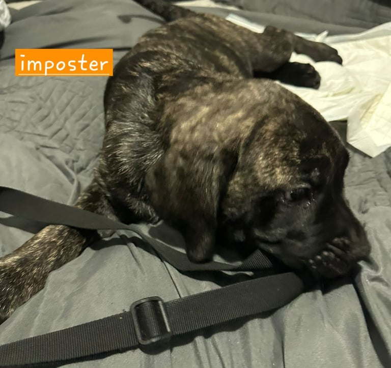 Pure presa Canario, 2years 6month old