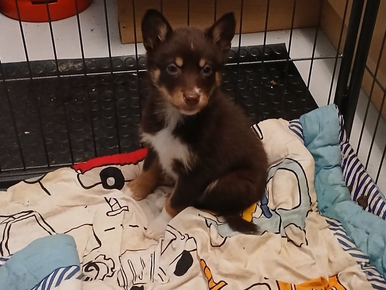 Mum is a husky collie cross dad is a malamute husky cross 
