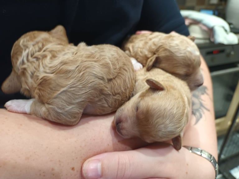 Poochon puppies 