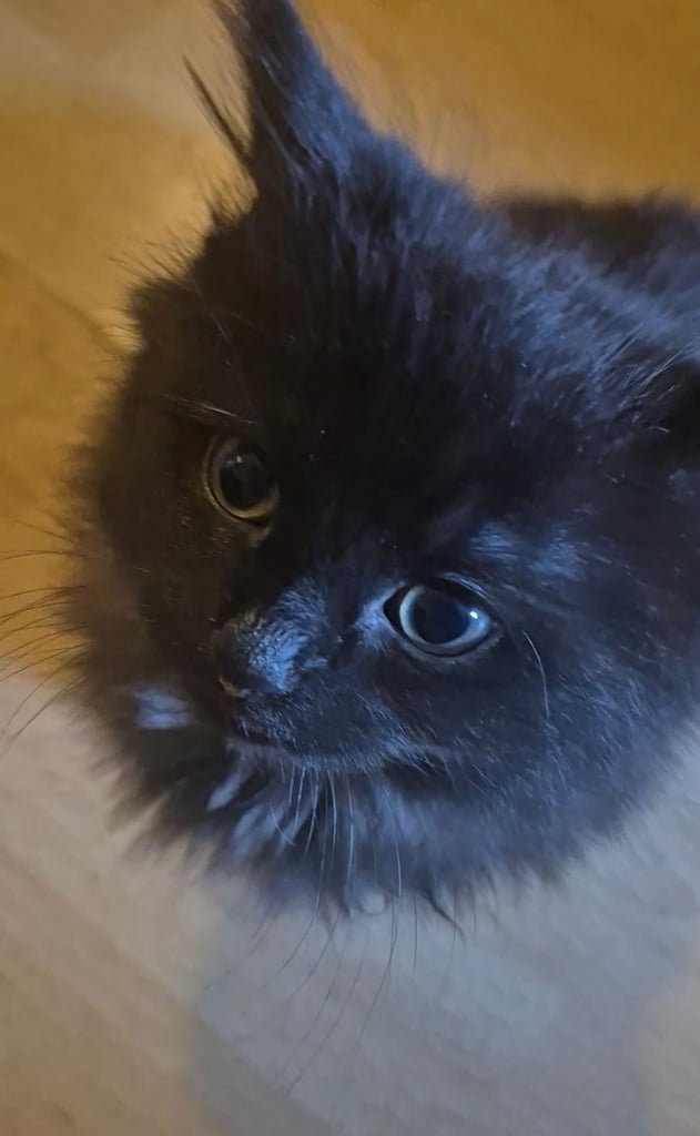 image for Kittens for sale £100
