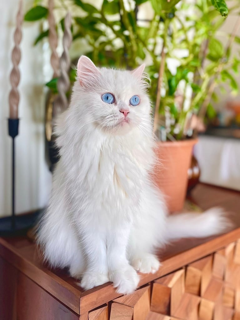Pure Persian white cat