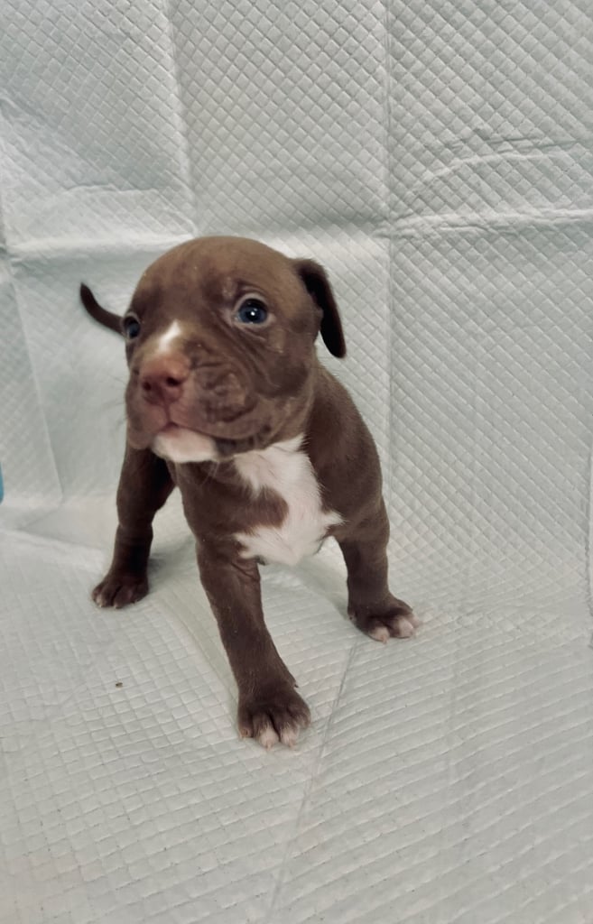 Medium American bully -XL are banned, these are NOT!