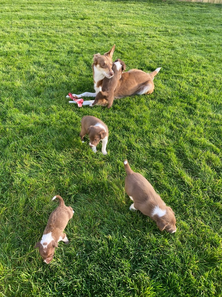 🐾 Stunning Red & White Border Collie Puppies – Derry/Londonderry 🐾