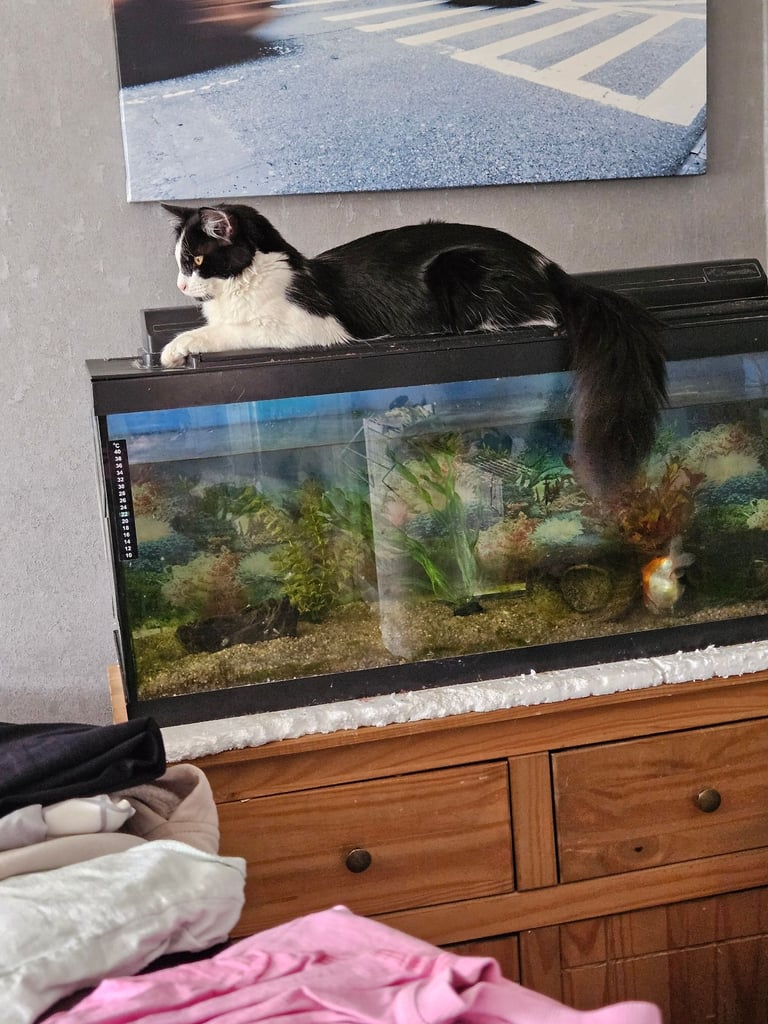 image for Fish tank