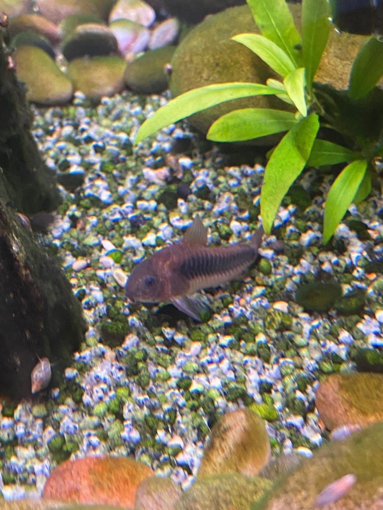 1 Bronze Corydora 