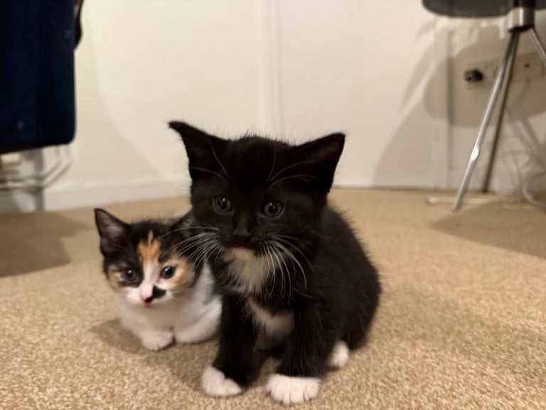 Last boy remaining - ragdoll cross kittens for sale 