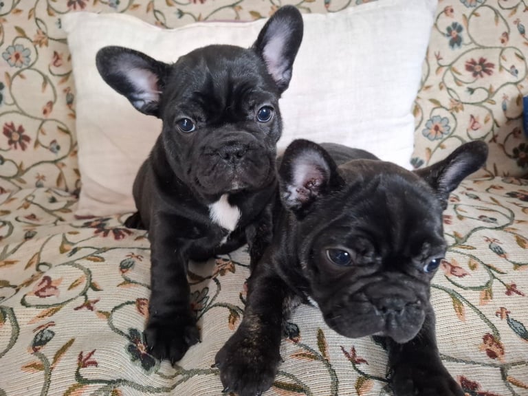image for Two adorable French bulldog puppies looking for a new home! 🐶🐾