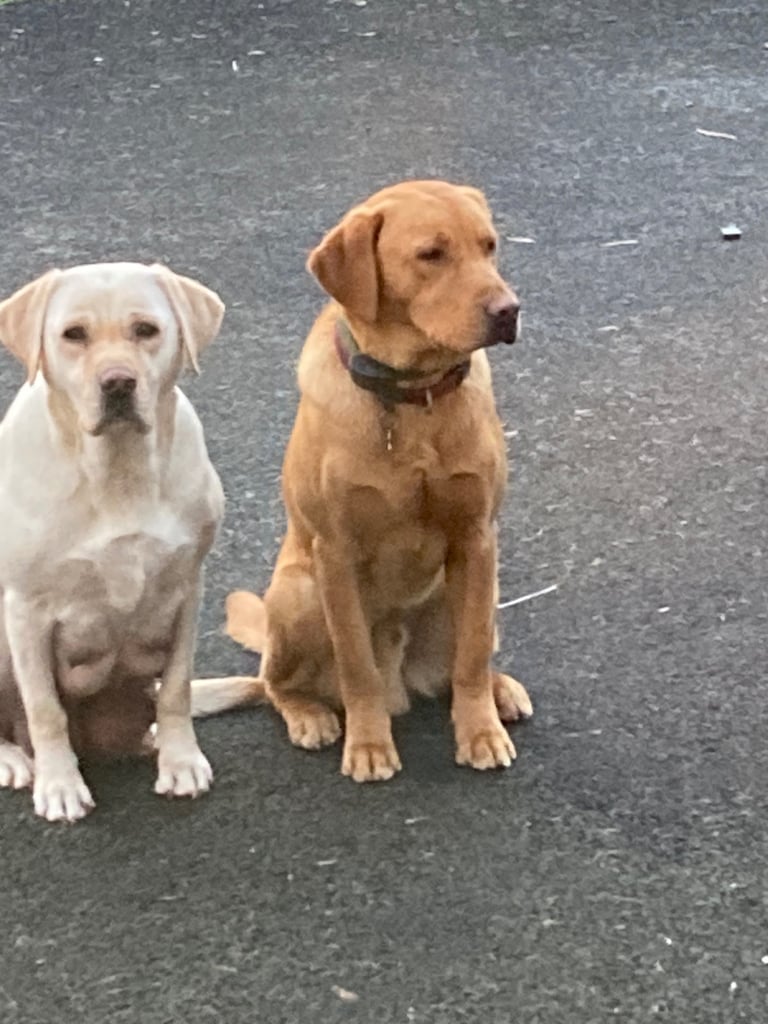 Fox Red Labrador Pups