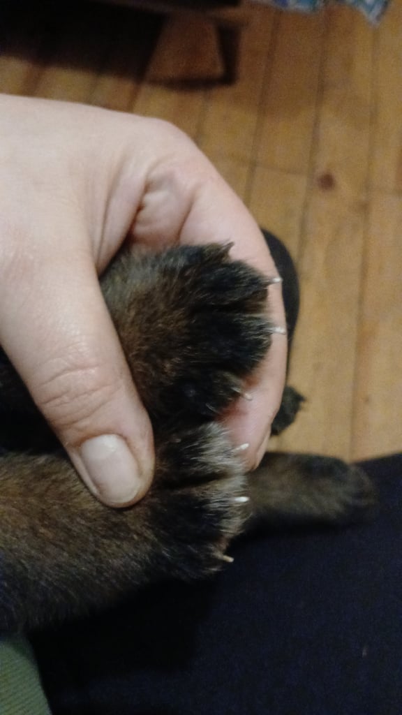 9 German Shepherd puppies for sale
