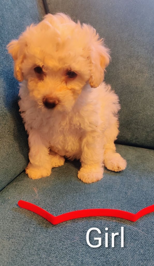 Poochon puppies. Bishon X Poodle toy 