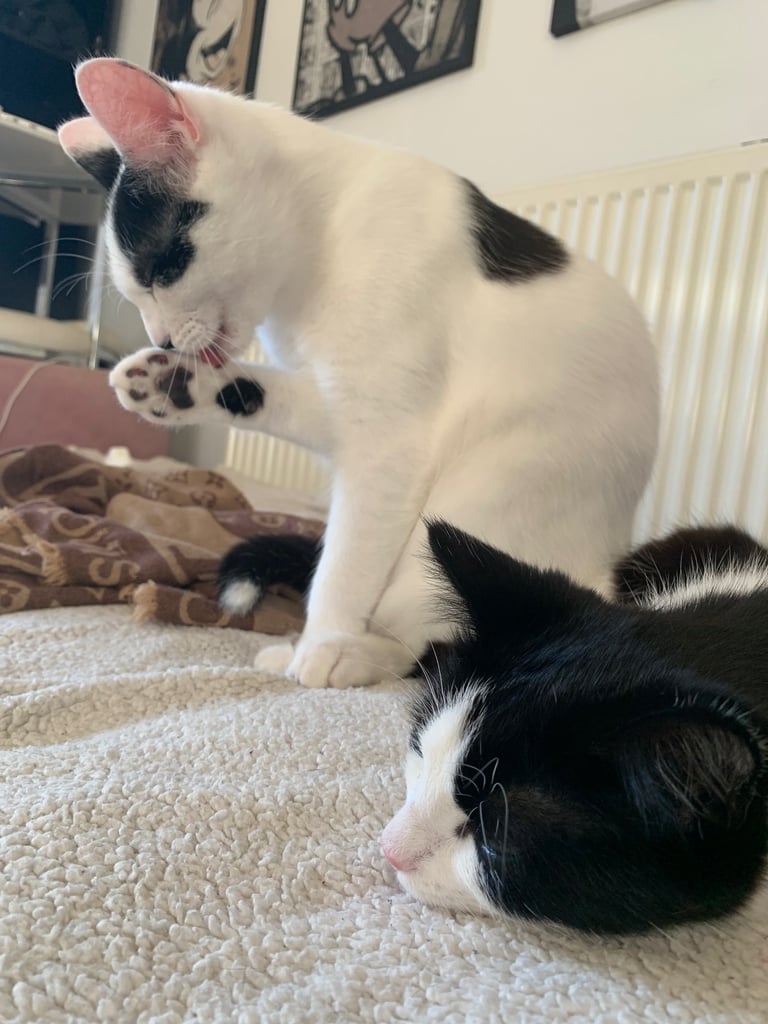 3 beautiful cats 