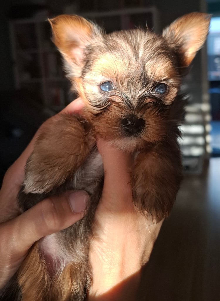 Female Yorkshire terrier 