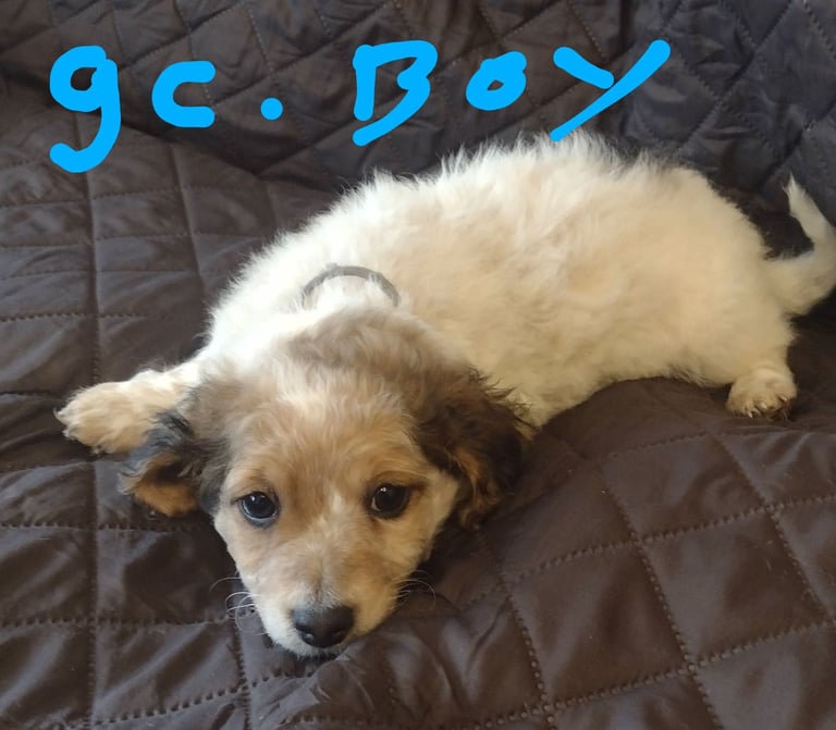 Beautiful jack Russell puppies 