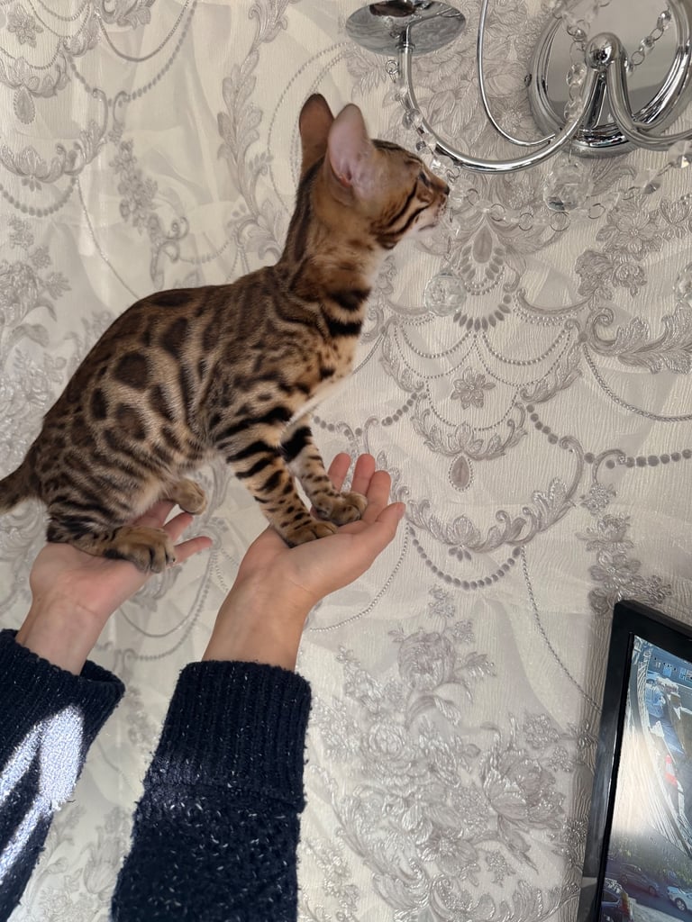 Bengal male (500 reduced pick up today)