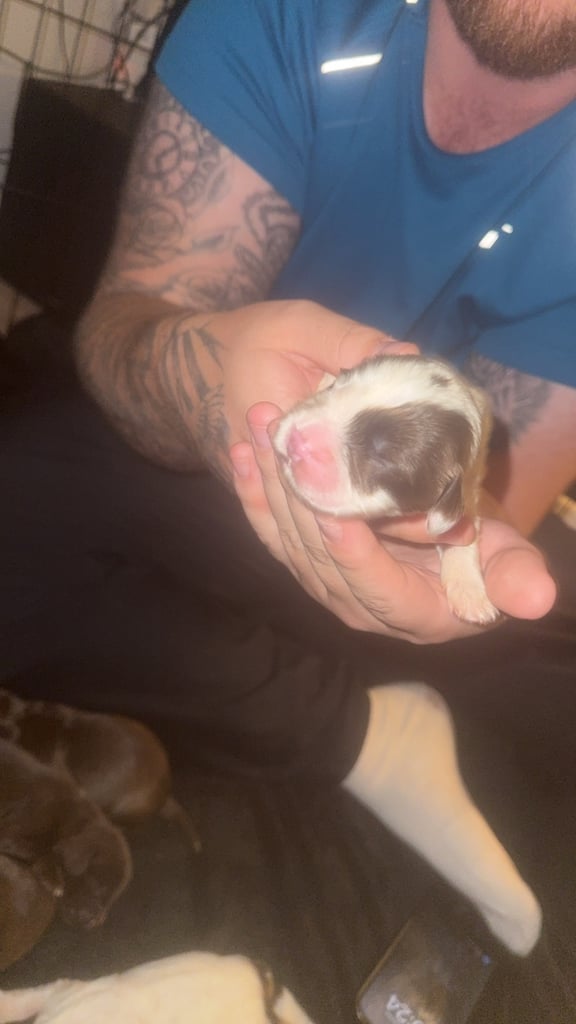 Cocker spaniel puppies