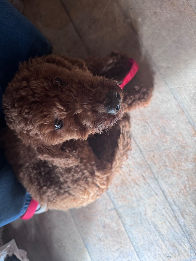 KC Red Fox miniature toy Poodle puppy ready now