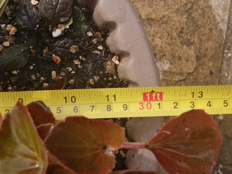 Pair of matching beige planters with Arundo Ely green & White and Begonia & Ajuga black scallop