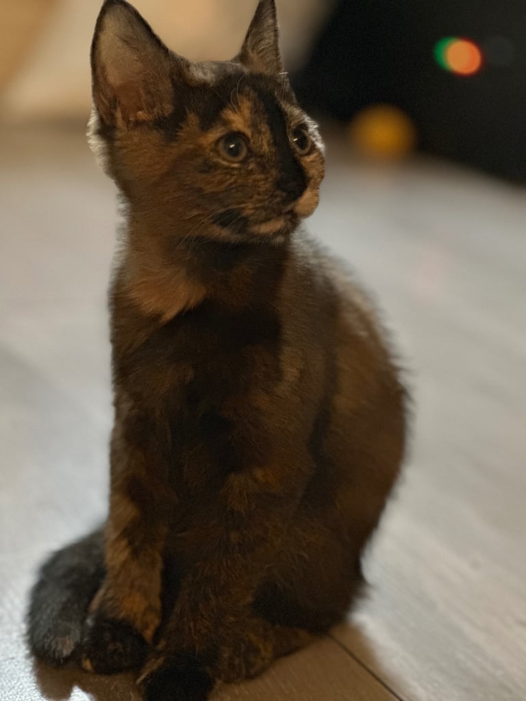 We have a beautiful female kitten ready to go to loving homes!