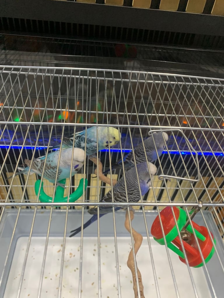 4 Budgies and cage 