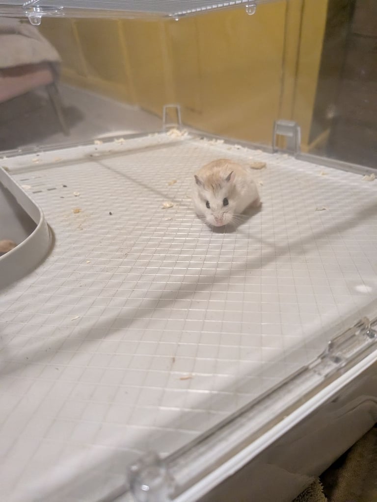 Syberian hamster