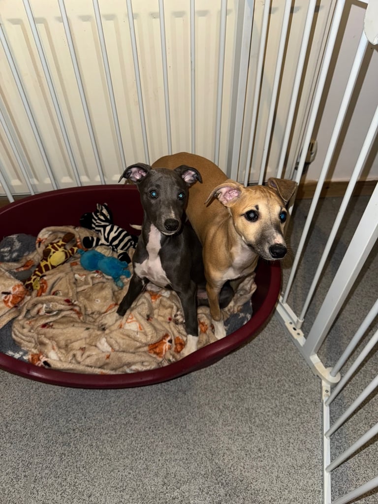 2 whippet puppy’s 