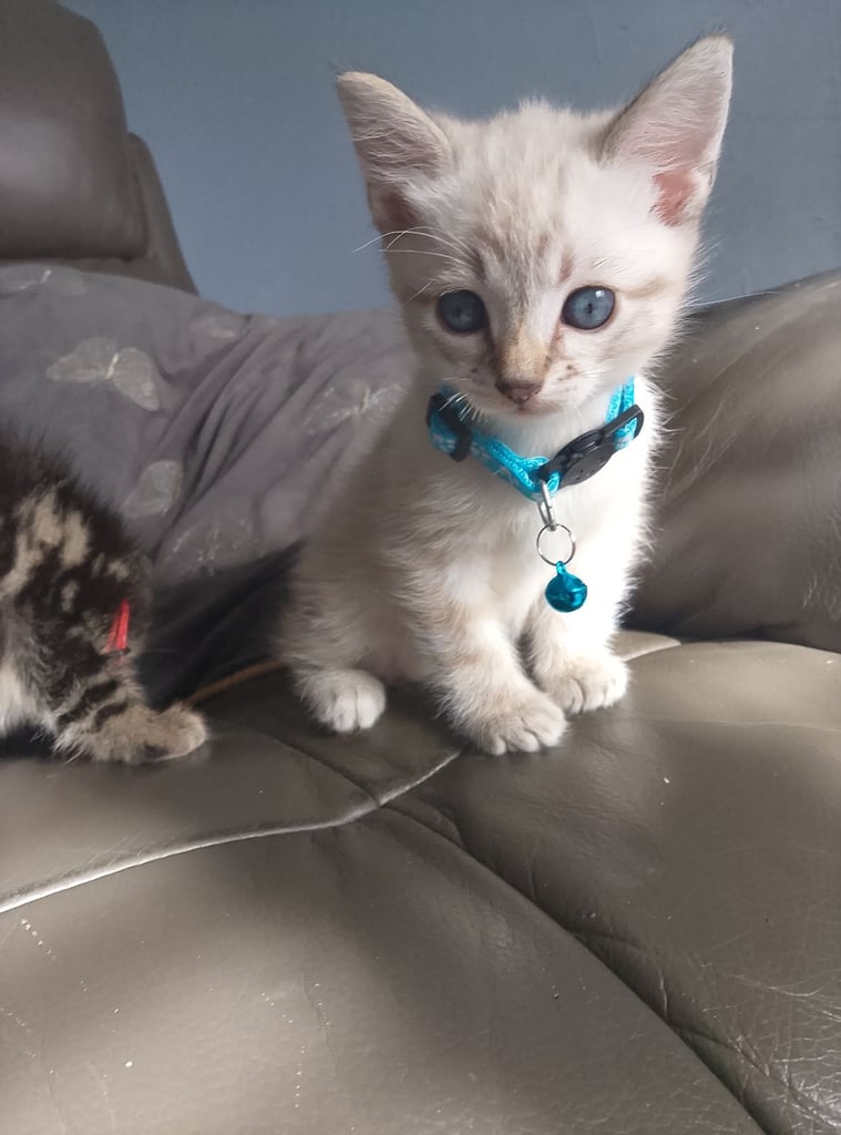 Half ragdoll kittens