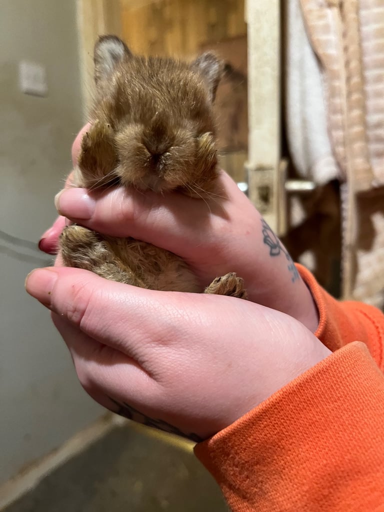 Netherland Dwarf / Minilop 