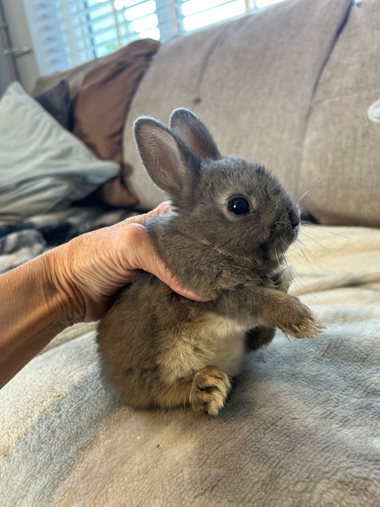 ONLY ONE LEFT! Beautiful Netherland dwarf baby bunnies 