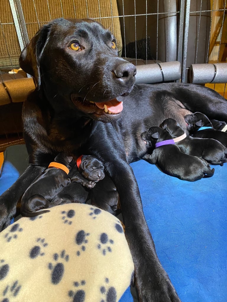 Beautiful Labrador Puppies – 5 Girls & 3 Boys