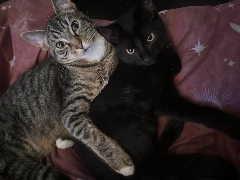 2 Male Kittens
